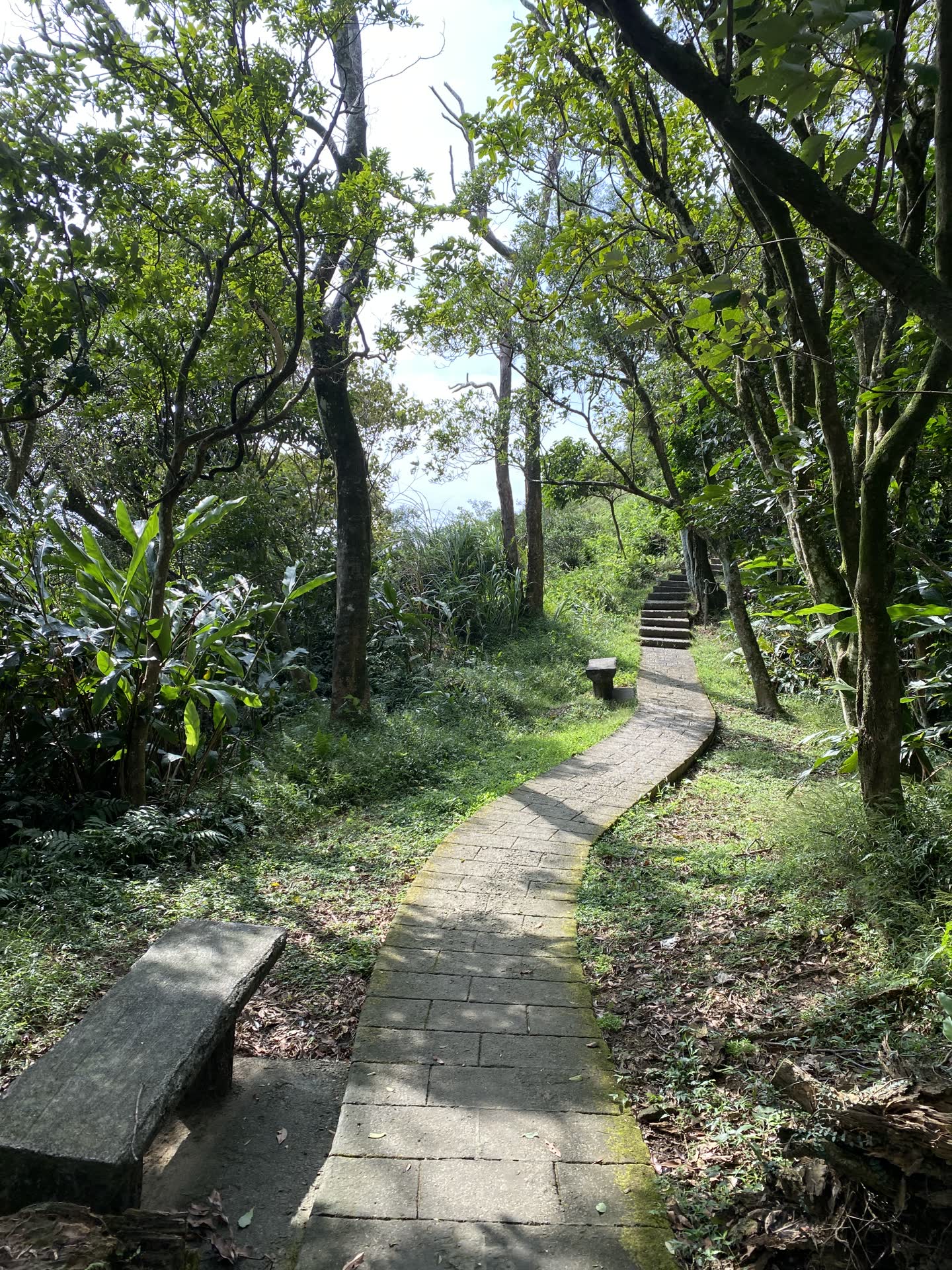 陽光穿過山間綠樹，照在真實登山步道上